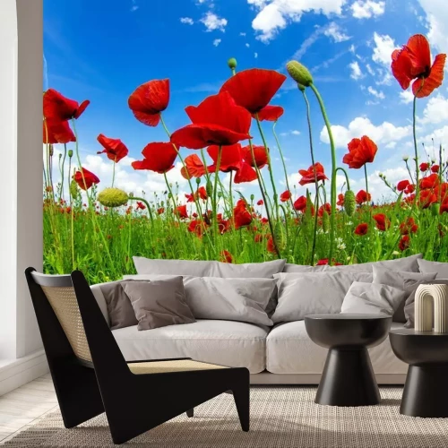 Papier peint  Coquelicots sous un ciel bleu
