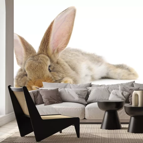 Sticker  Lapin marron sur fond blanc