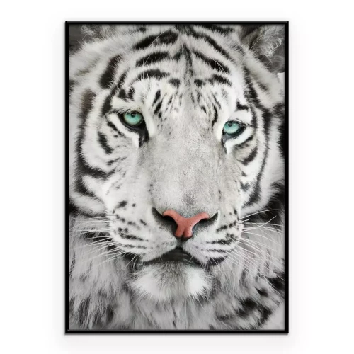 Poster  Un tigre aux yeux bleus