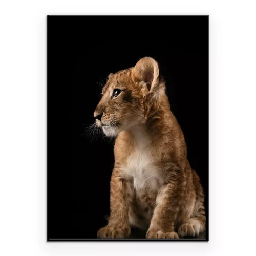 Poster  Lionceau sur fond noir