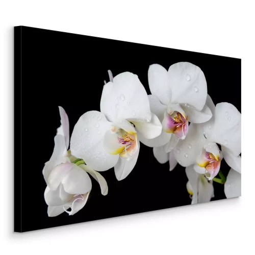 Tableau  Orchidée blanche sur fond noir