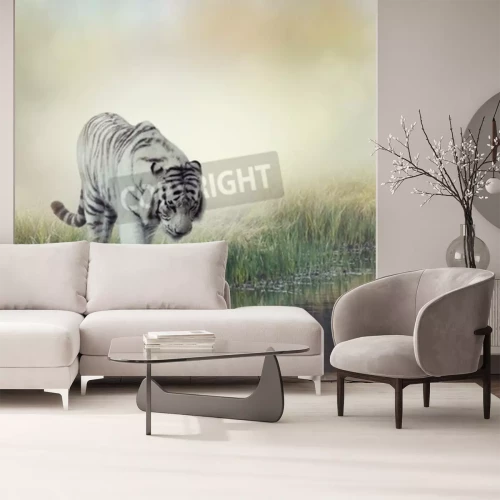 Papier peint  Tigre blanc au bord d'un étang