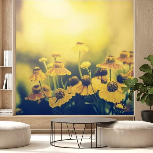 Papier peint  Fleurs jaunes et coucher de soleil