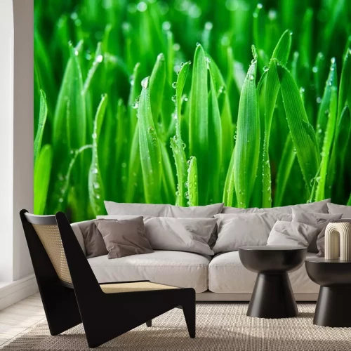 Papier peint  L'herbe verte