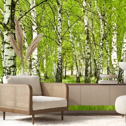 Papier peint  Brzozowy zagajnik wczesną wiosna w pogodny dzień, Młode Brzozy z młodymi zielonymi liśćmi w świetle słońca.