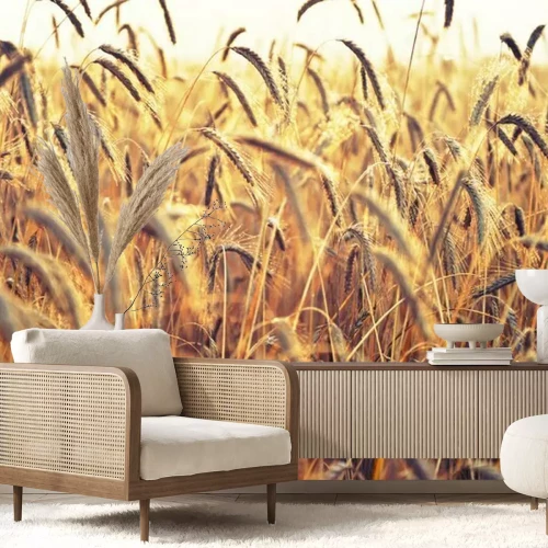 Papier peint  Épis de blé illuminés et nature