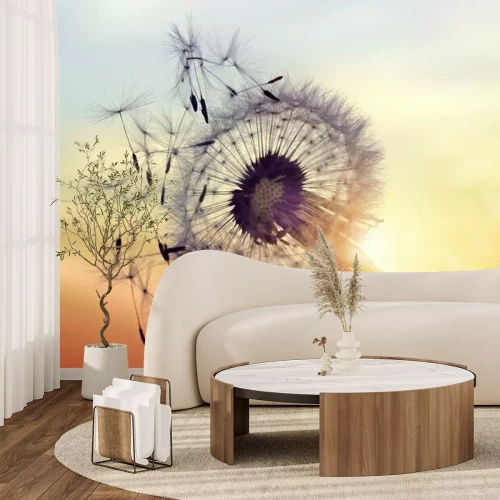 Papier peint  Pissenlit silhouette contre le coucher du soleil