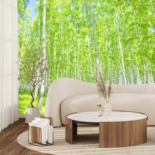 Papier peint  Forêt de bouleaux en été