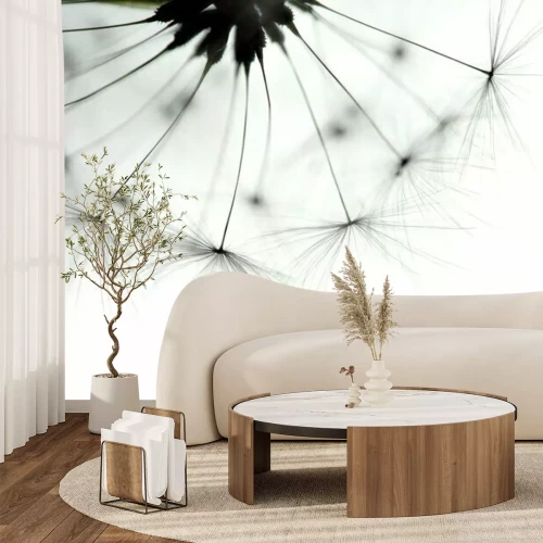 Papier peint  Macrophotographie d'un pissenlit