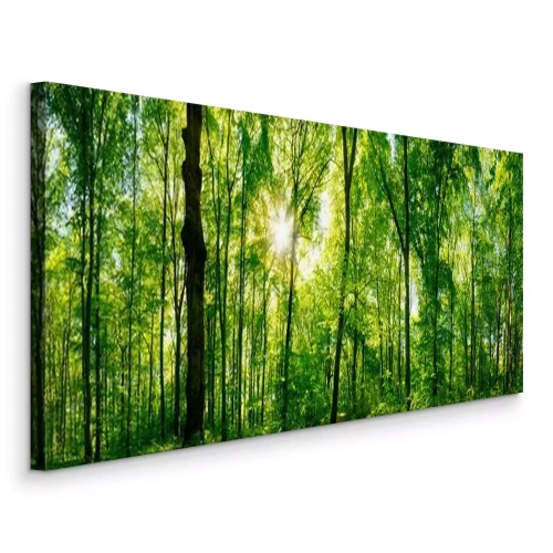 Tableau  Soleil perçant à travers les branches d'arbres dans une forêt verdoyante