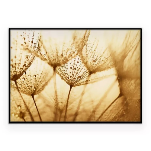 Poster  Plante, graines, eau, gouttes