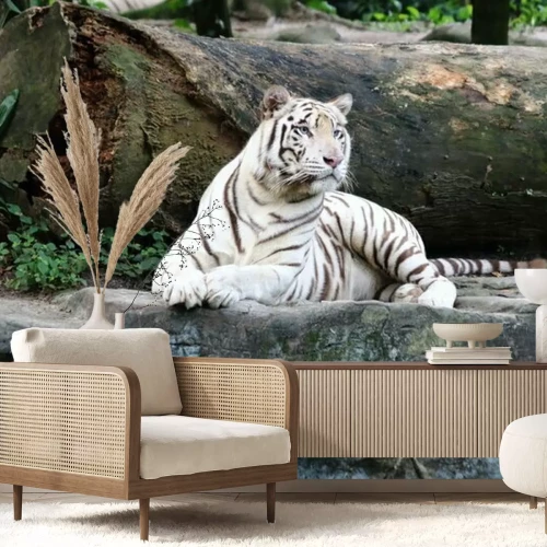 Papier peint  Tigre blanc sur un rocher