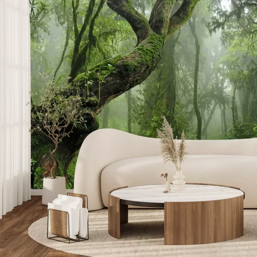 Papier peint  Arbres couverts de mousse dans la jungle