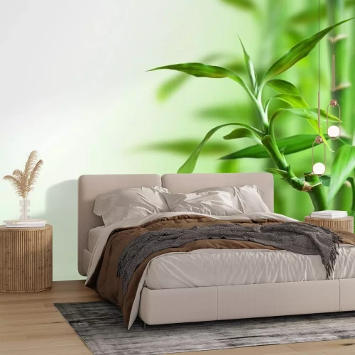 Papier peint  Bambou et eau