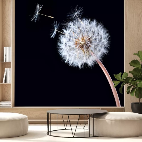 Papier peint  Pissenlit unique sur fond noir