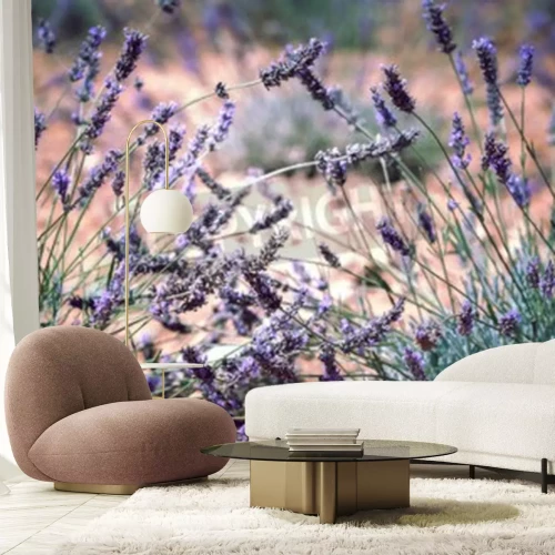 Papier peint  Brins de lavande dans un pré