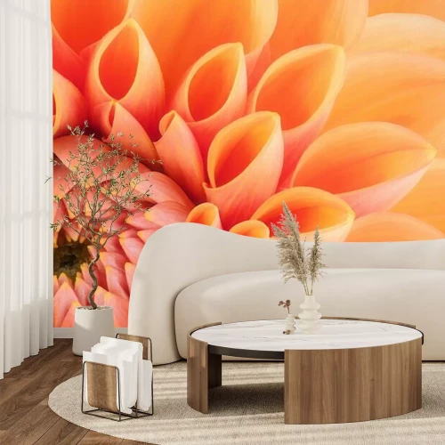 Papier peint  Gros plan de chrysanthème