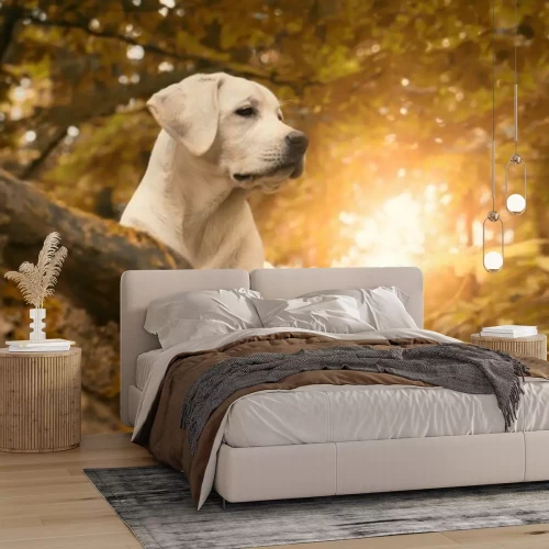 Papier peint  Labrador sur fond de paysage d’automne