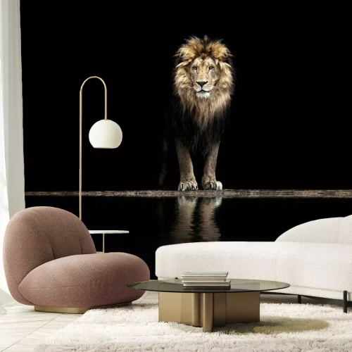 Papier peint  Magnifique lion près d'un point d'eau sur un fond noir.