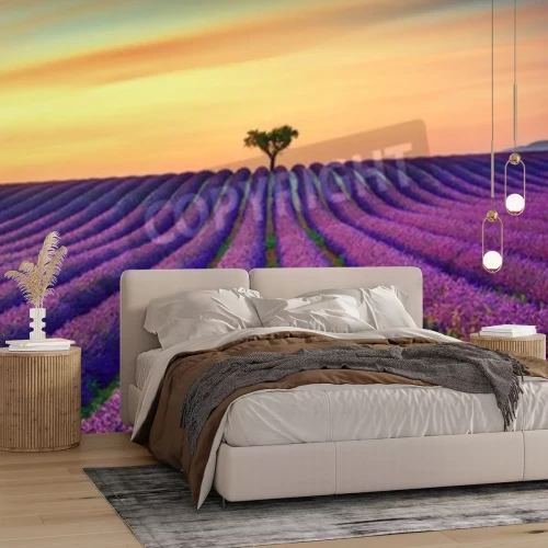Papier peint  Coucher de soleil sur un champ de lavande