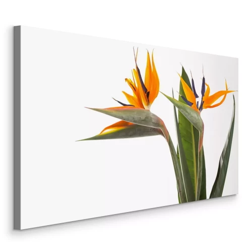 Tableau  Strelitzia oiseau de paradis plante exotique