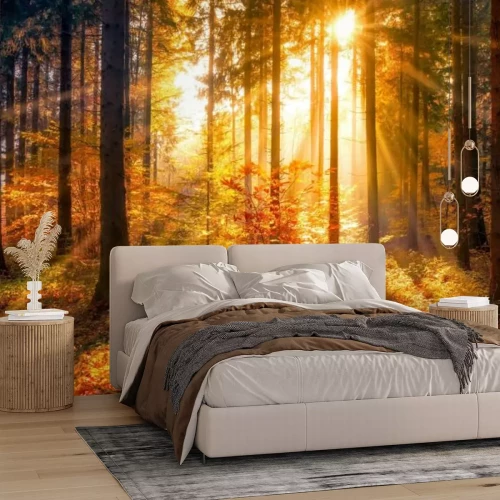 Papier peint  Paysage d'automne lever du soleil dans la forêt décor naturel