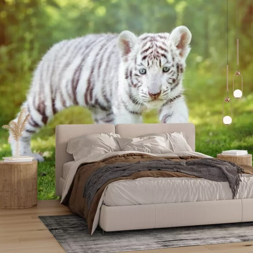 Papier peint  Blanc, tigre, chiot, marche, dehors