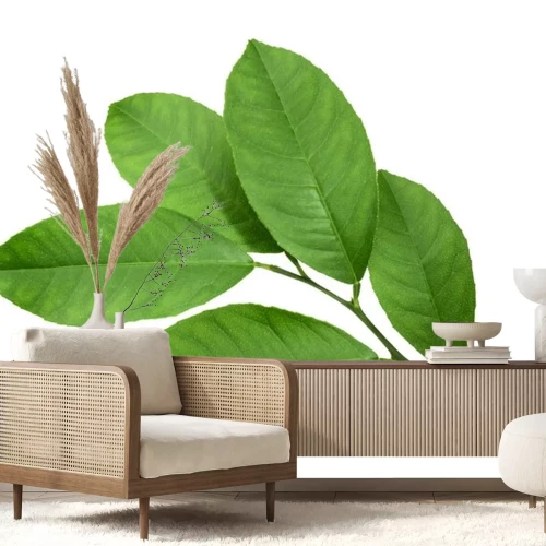 Sticker  Citron, feuille, isolé, blanc, fond