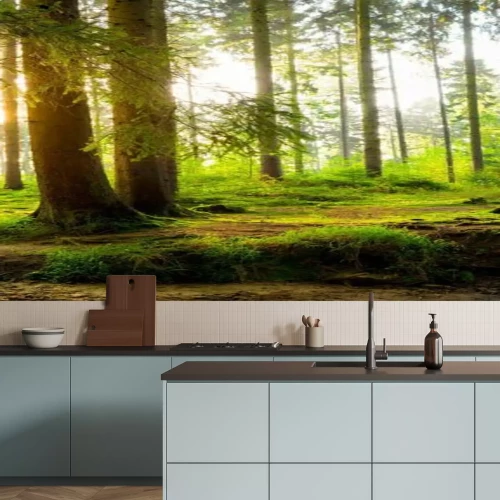 Papier peint  Une forêt verdoyante et ensoleillée