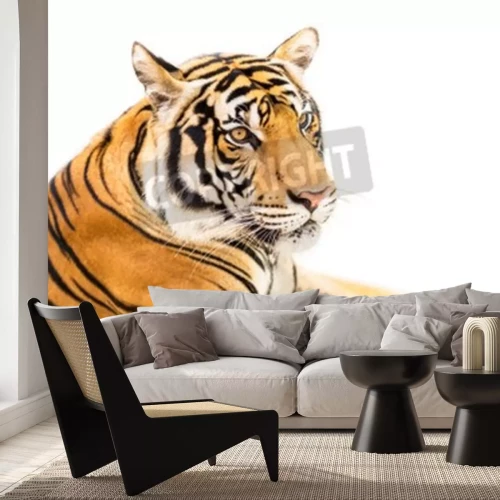 Papier peint  Tigre de Sibérie couché