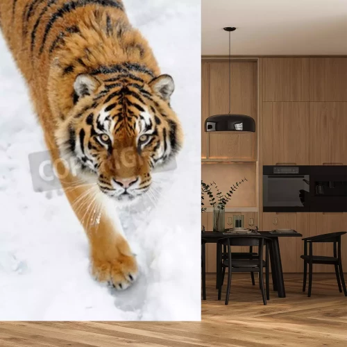 Papier peint  Tigre de Sibérie sur la neige