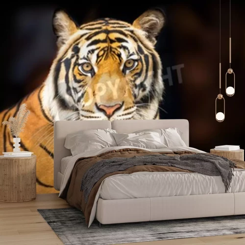 Papier peint  Tigre de Sibérie arrière-plan foncé