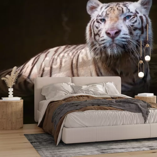 Papier peint  Tigre blanc dans l'eau