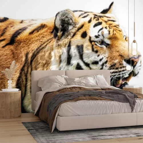 Papier peint  Tigre de Sibérie sur fond blanc