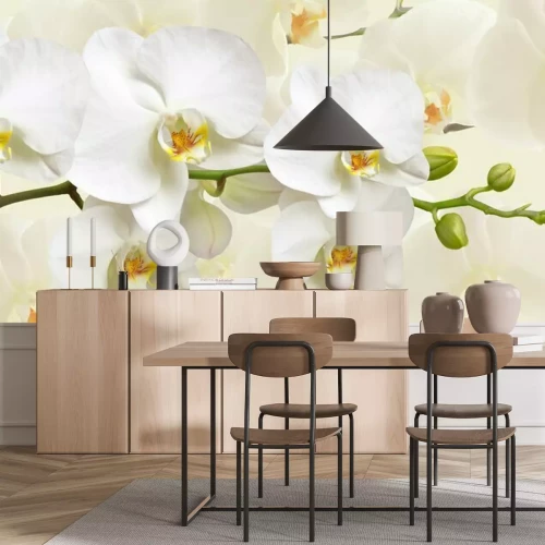 Papier peint  Fleurs d'orchidées blanches