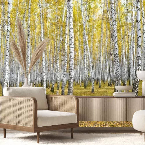 Papier peint  Une forêt de bouleaux en automne