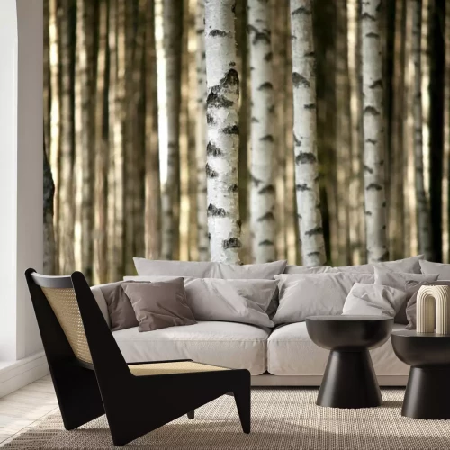Papier peint  Troncs de bouleaux