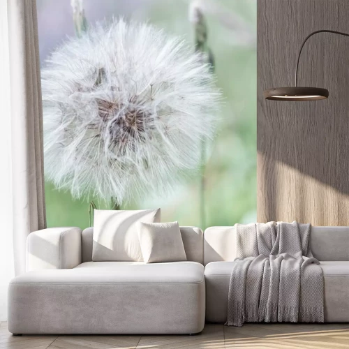 Papier peint  Pissenlit dans le pré