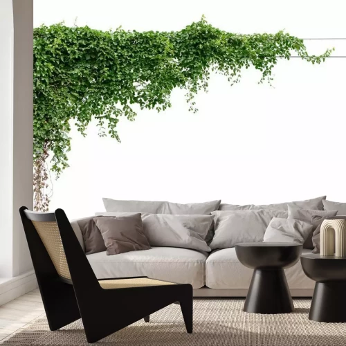 Papier peint  Lierre sur le mur