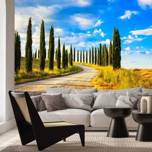 Papier peint  Arbres de Noël le long d'une route toscane