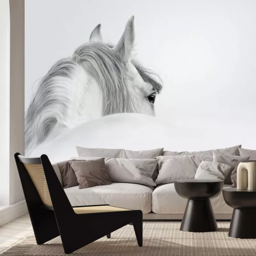 Papier peint  Cheval andalou dans une brume