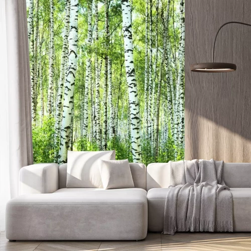 Papier peint  Été, soleil, bouleau, forêt