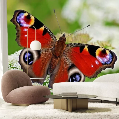 Papier peint  Papillon Paon-du-jour sur une fleur