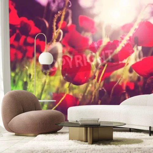 Papier peint  Coquelicots dans une clairière