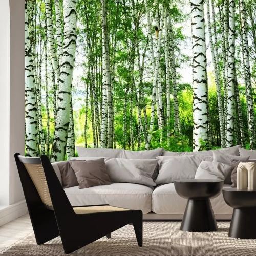 Papier peint  Forêt de bouleaux ensoleillée