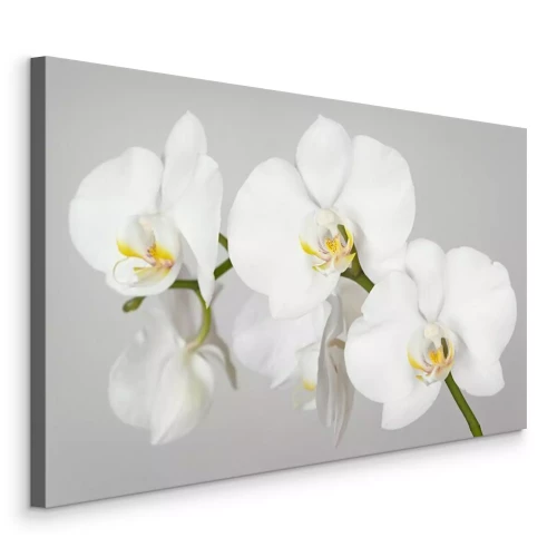 Tableau  Un brin d'orchidée blanche