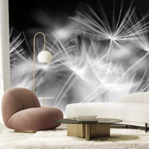 Papier peint  Photographie en noir et blanc de graines de pissenlit