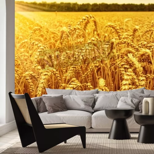 Papier peint  Un champ de blé et le lever du soleil