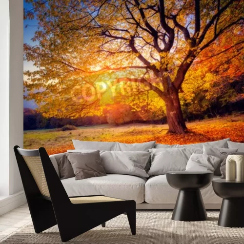 Papier peint  Un arbre d'automne et le lever du soleil