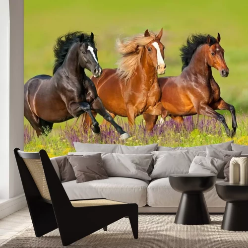 Papier peint  Chaevaux au galop dans le pré